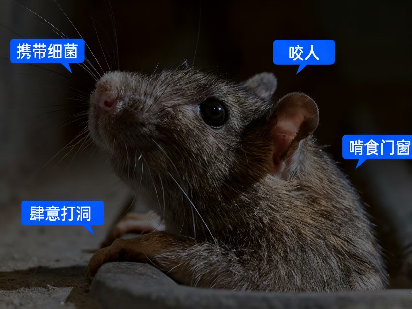 1764494127954754.jpg 1764494127954754.jpg